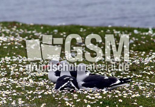 Delphinmöve (3 von 8).jpg